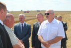 Александр Лукашенко во время ознакомления с организацией уборки зерновых в Минском районе