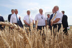 Александр Лукашенко побывал в поле озимой пшеницы ОАО "Турково", где ему доложили об уборке зерновых в хозяйстве, регионе и стране в целом