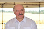 Президент Беларуси Александр Лукашенко во время посещения ОАО "Александрийское" Шкловского района