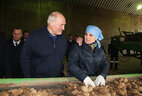 Александр Лукашенко во время посещения сельхозпредприятия ОАО "Кухчицы"