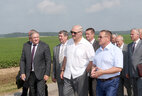 Александр Лукашенко на полях крестьянского фермерского хозяйства "Цнянские экопродукты"