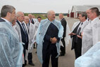 Александр Лукашенко во время посещения молочно-товарной фермы "Яново"