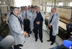 Александр Лукашенко во время посещения молочно-товарной фермы "Рупейки"