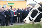 Во время посещения одной из ферм сельхозпредприятия "Савушкино" Александру Лукашенко подарили корову для личного подсобного хозяйства