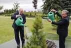 Президент Беларуси Александр Лукашенко и Президент Узбекистана Шавкат Мирзиёев во время посадки дерева на Аллее почетных гостей у Дворца Независимости