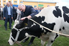 Во время посещения одной из ферм сельхозпредприятия "Савушкино" Александру Лукашенко подарили корову для личного подсобного хозяйства