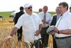 Александр Лукашенко во время посещения хозяйства