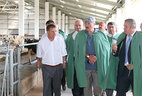 Александр Лукашенко во время посещения молочно-товарного комплекса ОАО "Гастелловское"