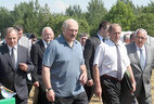 Александр Лукашенко во время посещения хозяйства