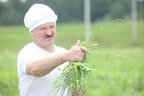А.Г.Лукашенко на работах в поле