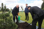 Tran Dai Quang plants a tree near the Palace of Independence in Minsk