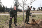 Aleksandr Lukashenko and his son Nikolai plant trees on the nationwide clean-up day