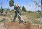 Aleksandr Lukashenko plants trees at the Stalin Line