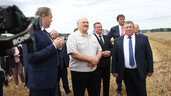 Александр Лукашенко, рабочая поездка, озимая пшеница, урочище Подбагоники, Гродненская область