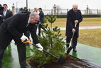 Georgia President Giorgi Margvelashvili plants a tree on the Alley of Distinguished Guests near the Palace of Independence