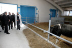 Александр Лукашенко во время посещения молочно-товарного комплекса КСУП "Экспериментальная база "Стреличево"