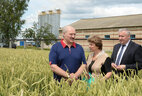 Alexander Lukashenko visits the agricultural company Otor in Chechersk District
