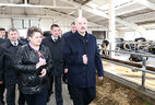Alexander Lukashenko visits Zadomlya dairy farm