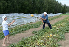 Alexander Lukashenko helps to reap the harvest