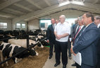 Александр Лукашенко во время посещения комплекса по откорму КРС ЗАО "Большие Славени"
