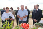 Александр Лукашенко во время посещения ОАО "Озерицкий-Агро"