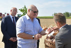 Александру Лукашенко также продемонстрировали селекционные сорта картофеля, выведенные белорусскими учеными, образцы урожая, выращенного в хозяйстве