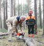 Alexander Lukashenko visits the Kozyri forest area in Logoisk District
