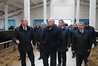 Александр Лукашенко во время посещения молочно-товарного комплекса "Слижи" в Шкловском районе