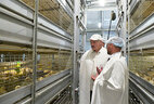 Александр Лукашенко во время посещения птицефабрики предприятия "Белоруснефть-Особино" в Ветковском районе
