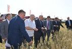 Aleksandr Lukashenko also got familiar with the ongoing harvest campaign in Vetka District at the example of the Raduga-Agro farm